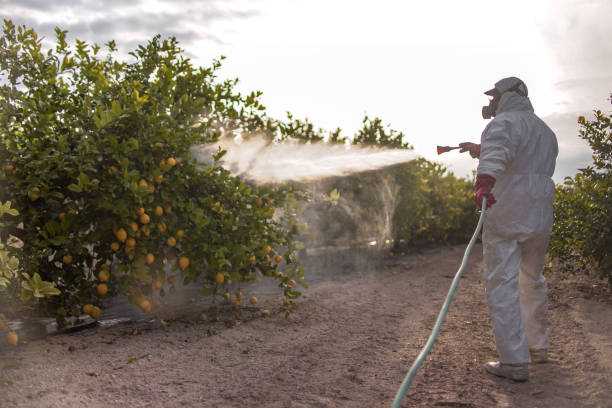 Best Bed Bug Extermination  in Lincoln Village, CA