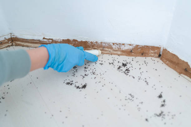 Professional Pest Control in Lincoln Village, CA